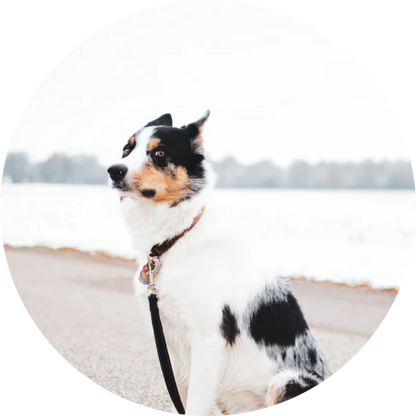 Adjustable dog car seatbelt with headrest loop and extendable leash for secure pet travel